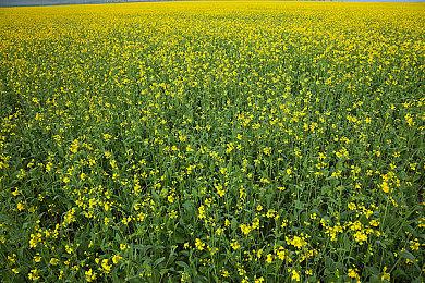 复旦大学教授通关《黑神话：悟空》 树立3A游戏新标杆